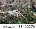 植物 工場 プランツ 36400270