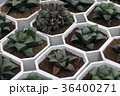 植物 工場 プランツ 36400271