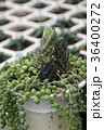 植物 工場 プランツ 36400272