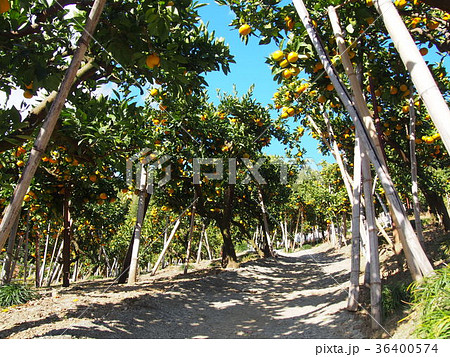 風布みかん山 みかん狩り 風布みかん山 みかん狩り 36400574