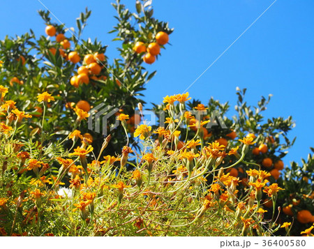 風布みかん山 36400580