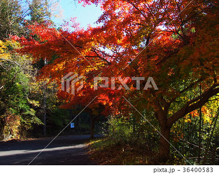 岩根山つつじ園 紅葉 長瀞 岩根山つつじ園 紅葉 長瀞 36400583