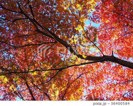 岩根山つつじ園　紅葉　長瀞 36400584