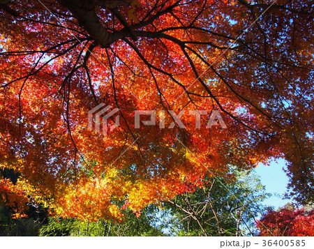 岩根山つつじ園 紅葉 長瀞 岩根山つつじ園 紅葉 長瀞 36400585