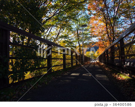 長瀞　金石水管橋　紅葉 36400586