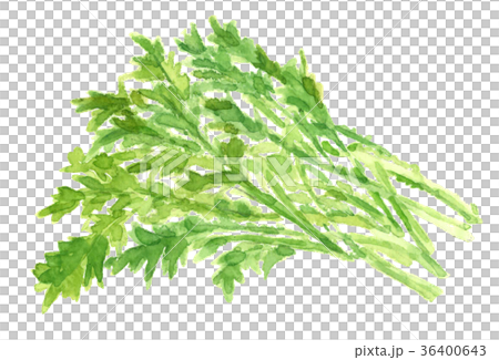 春菊 水彩 36400643