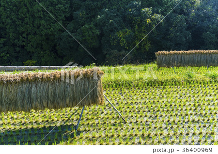 収穫時の棚田 収穫時の棚田 36400969
