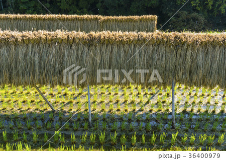 収穫時の棚田 36400979