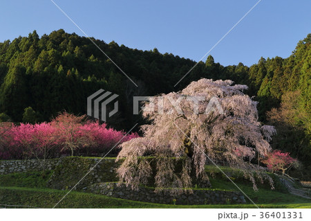又兵衛桜 36401331