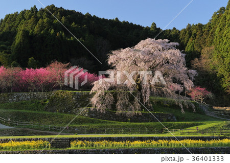 又兵衛桜 又兵衛桜 36401333