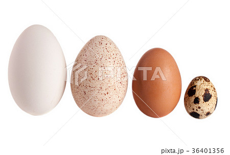 Goose turkey chicken and quail eggs isolated on 36401356