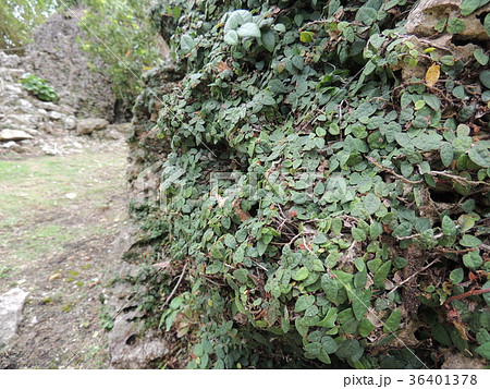 中城城 (Okinawa) 36401378