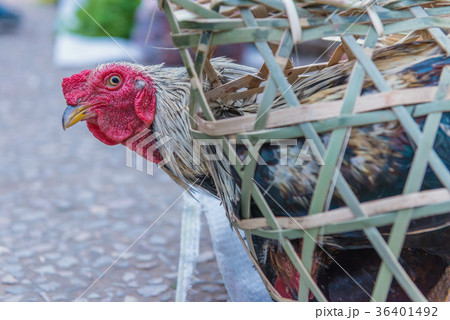 chickens in cage for sell at the market, chickens in cage for sell at the market, 36401492