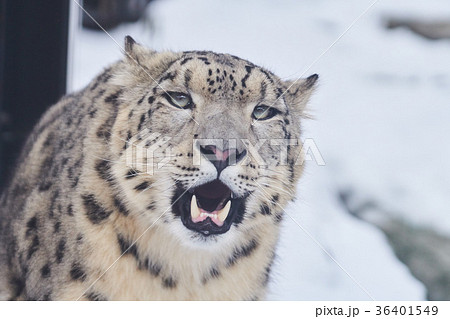 ユキヒョウの顔の写真素材