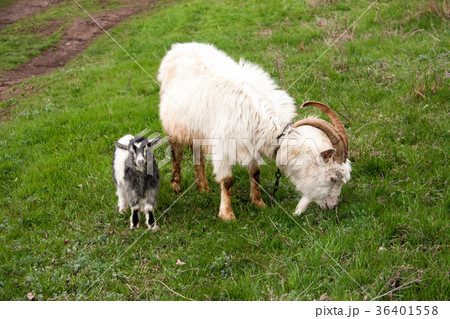 Goat with a kid is grazing on green grass Goat with a kid is grazing on green grass 36401558