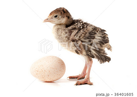 Chicken turkey with egg isolated on a white Chicken turkey with egg isolated on a white 36401605