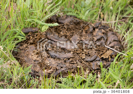 fresh cow shit on the green grass 36401808