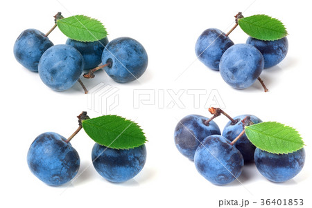 fresh blackthorn berries with leaves isolated on 36401853
