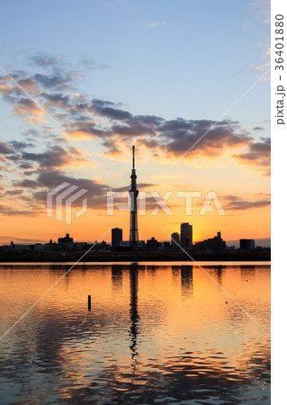 夕景に佇む東京スカイツリー　荒川河川敷から望む 36401880