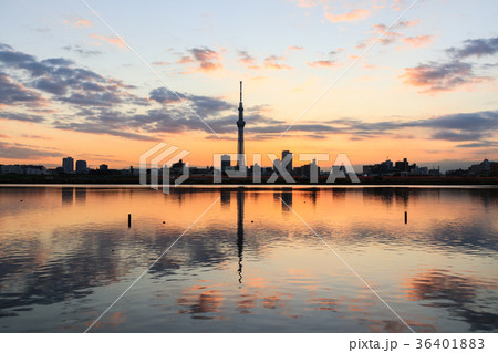 夕景に佇む東京スカイツリー 荒川河川敷から望む 夕景に佇む東京スカイツリー 荒川河川敷から望む 36401883