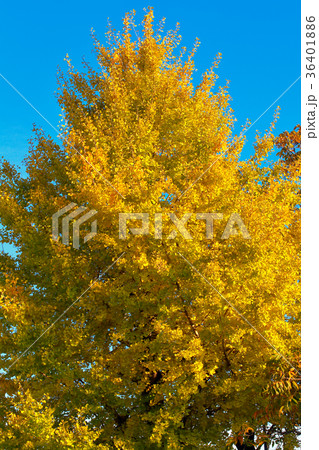 銀杏の木 36401886