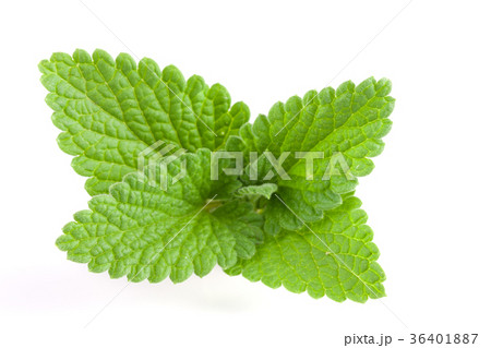 Melissa leaf or lemon balm isolated on white 36401887