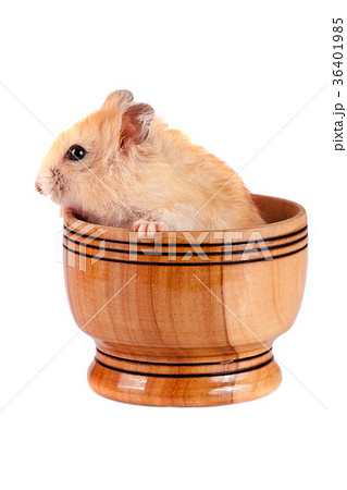 Little funny hamster in a wooden bowl isolated on 36401985