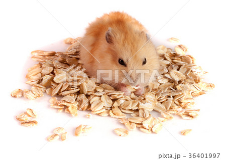 oat flakes with a hamster isolated on white 36401997