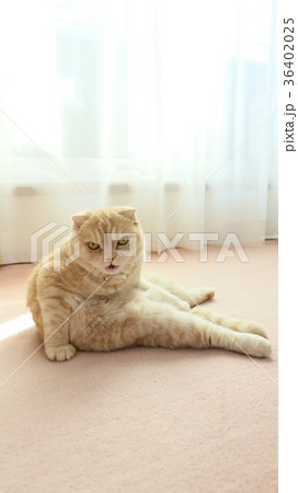口を開けて座る猫 36402025