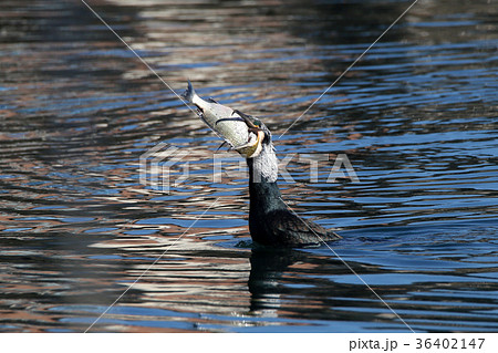 魚を呑み込むカワウ 36402147