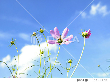 漢江市民公園 汝矣島 ヨイド 36402466