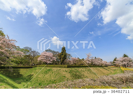 春の佐倉城跡の角馬出の風景 春の佐倉城跡の角馬出の風景 36402711