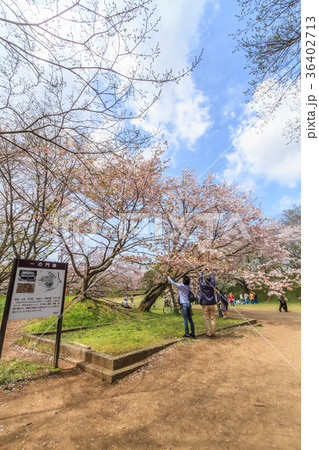 春の佐倉城跡の出丸跡の風景 36402713