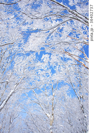 雪の高見山と霧氷 36402737