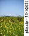 菜の花 36402934