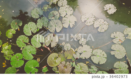 Waterlily in garden pond 36402973