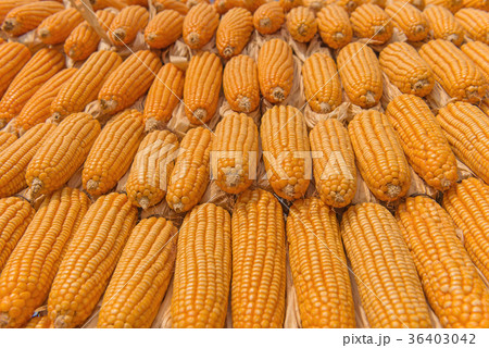 Sweet Corn of Agricultural products in farm Sweet Corn of Agricultural products in farm 36403042