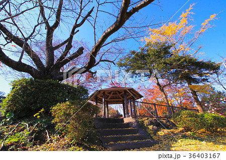 熊本・舞鶴城公園 36403167