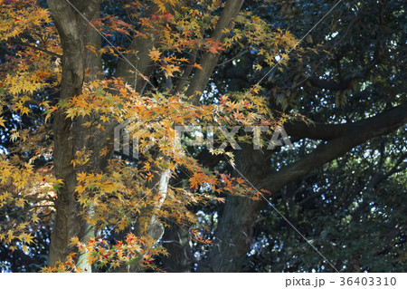 紅葉(横浜市保土ヶ谷区) 紅葉(横浜市保土ヶ谷区) 36403310