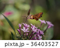 ホバリングして蜜を吸うホウジャク 36403527