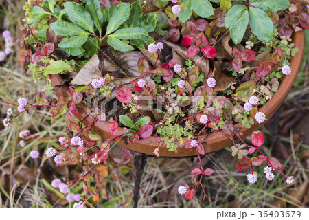 ヒメツルソバ(姫蔓蕎麦)クリスマスローズの寄植え ヒメツルソバ(姫蔓蕎麦)クリスマスローズの寄植え 36403679