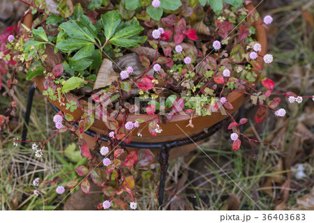 ヒメツルソバ(姫蔓蕎麦)クリスマスローズの寄植え ヒメツルソバ(姫蔓蕎麦)クリスマスローズの寄植え 36403683