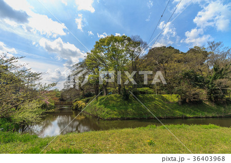 春の佐倉城跡の水堀の風景 36403968