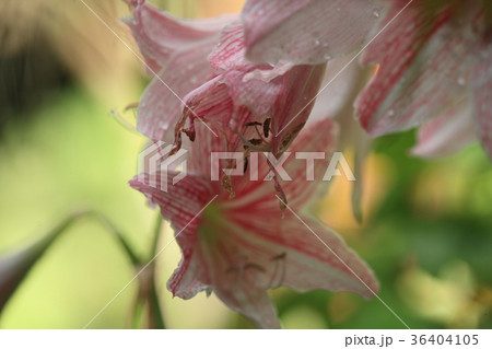 カノコユリ カノコユリ 36404105