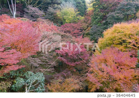 色づく紅葉 秋の景色 京都東福寺 色づく紅葉 秋の景色 京都東福寺 36404645