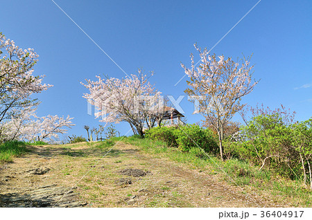 和歌浦　高津子山展望台 36404917