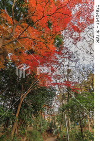 秋の四街道の風景 秋の四街道の風景 36404921