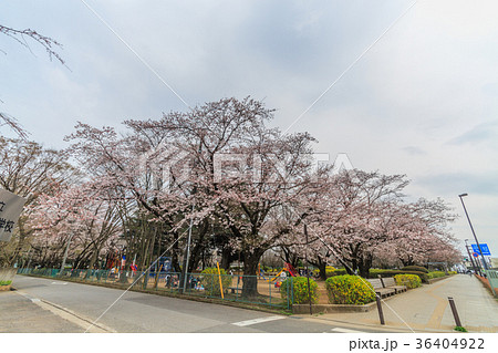 春の四街道市の風景 春の四街道市の風景 36404922