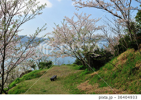 和歌浦 潮騒の小道(桜並木) 和歌浦 潮騒の小道(桜並木) 36404933