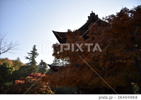 鎌倉古都の紅葉 36404968